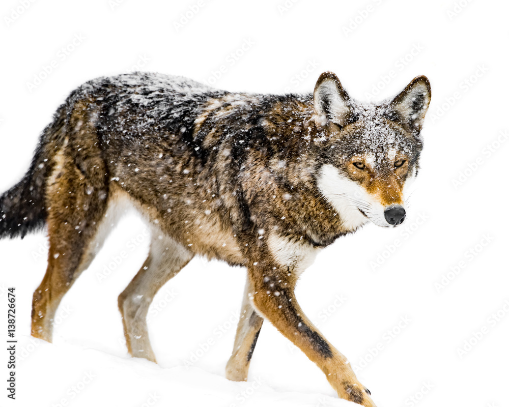 Fototapeta premium Red Wolf in Snow VII