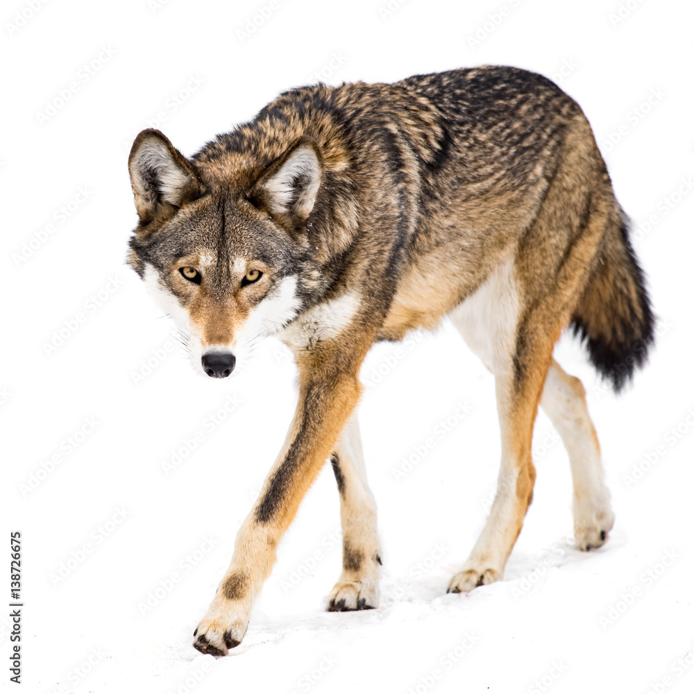Fototapeta premium Red Wolf in Snow VIII