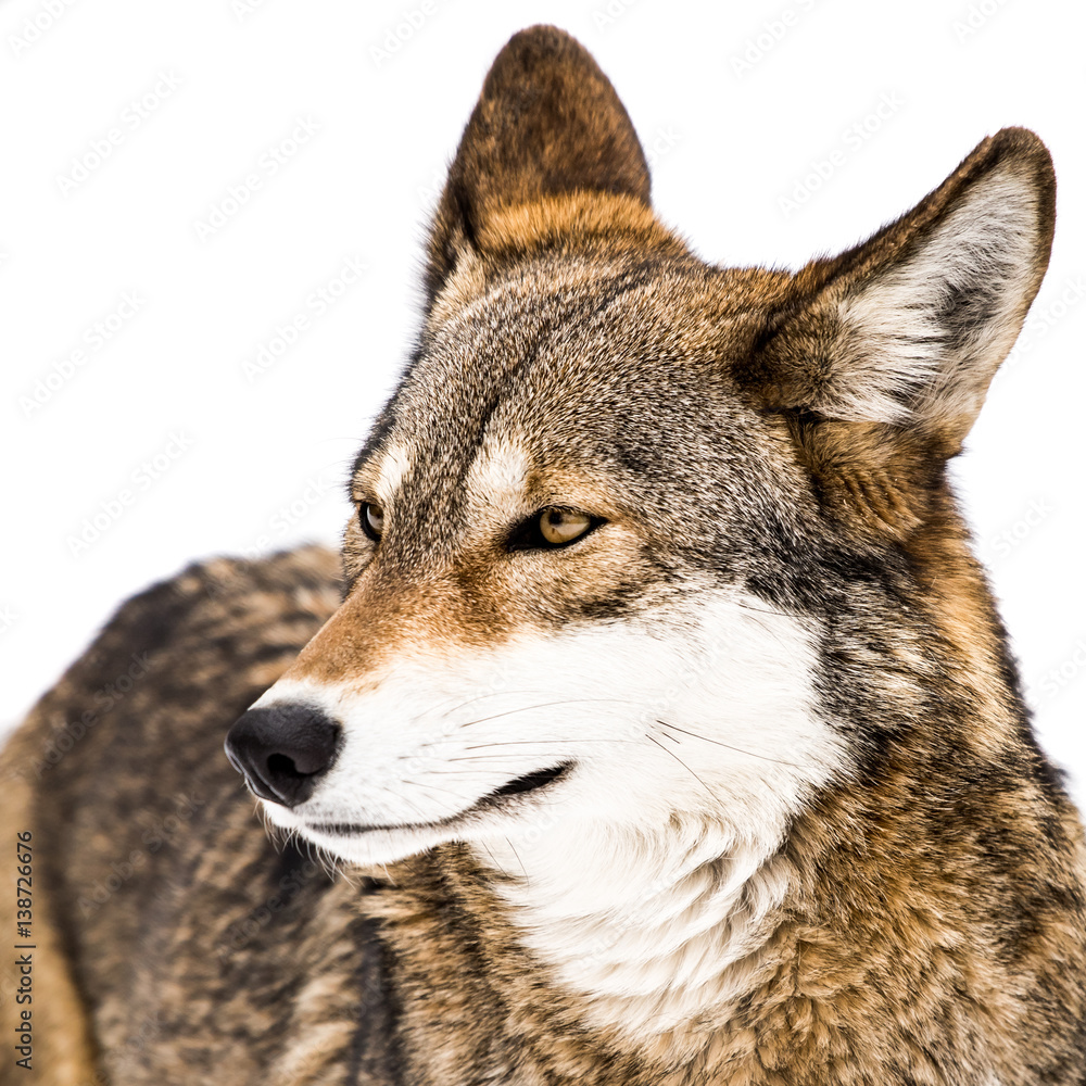 Fototapeta premium Red Wolf in Snow X