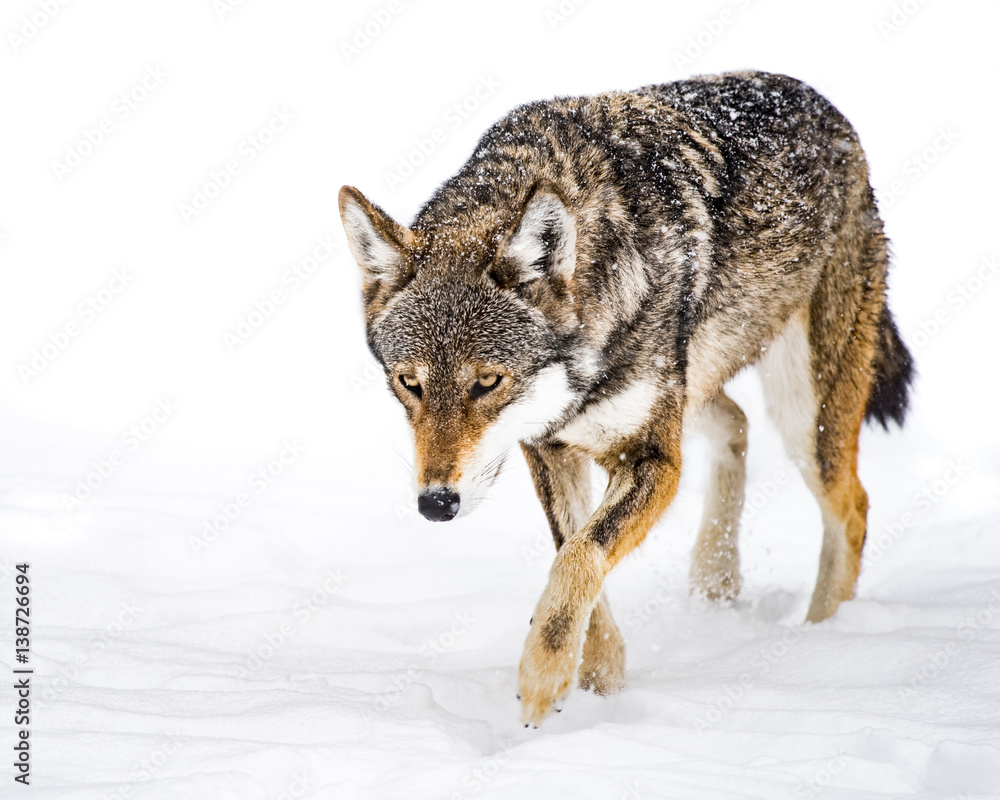 Obraz premium Red Wolf in Snow XII