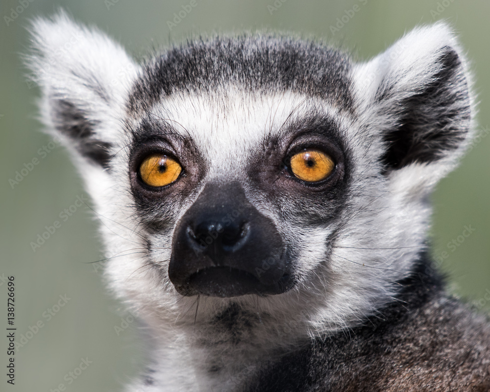 Obraz premium Ring-Tailed Lemur