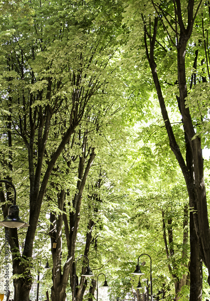 Fototapeta premium Forest with tree
