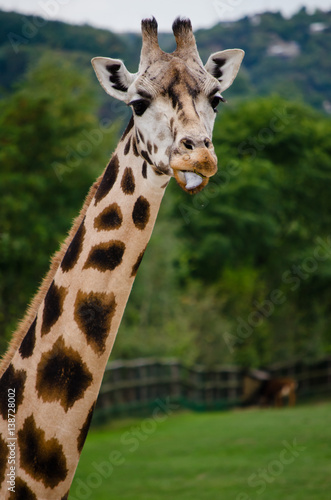 giraffe © Sarka