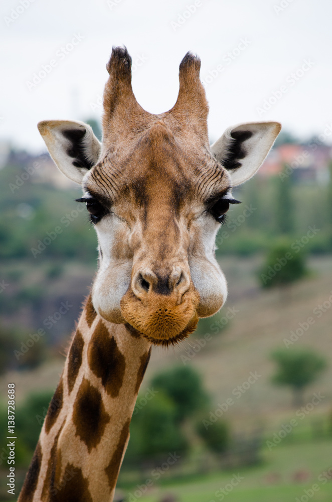 Fototapeta premium giraffe