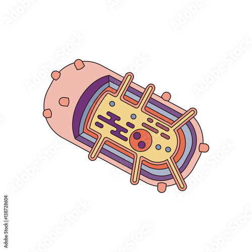 bacteria cell anatomy