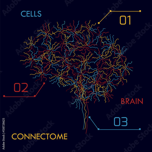 brain cells connectome