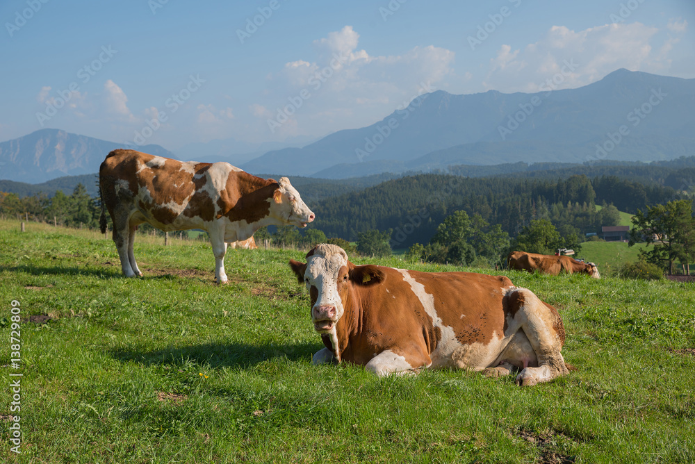 Kühe auf der Weide im Alpenvorland