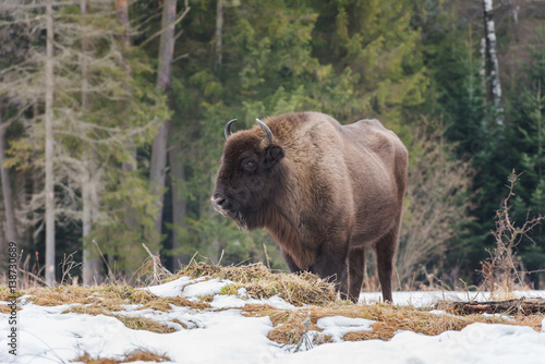 Aurochs (european bison) standing on a forest background in wild nature, national park