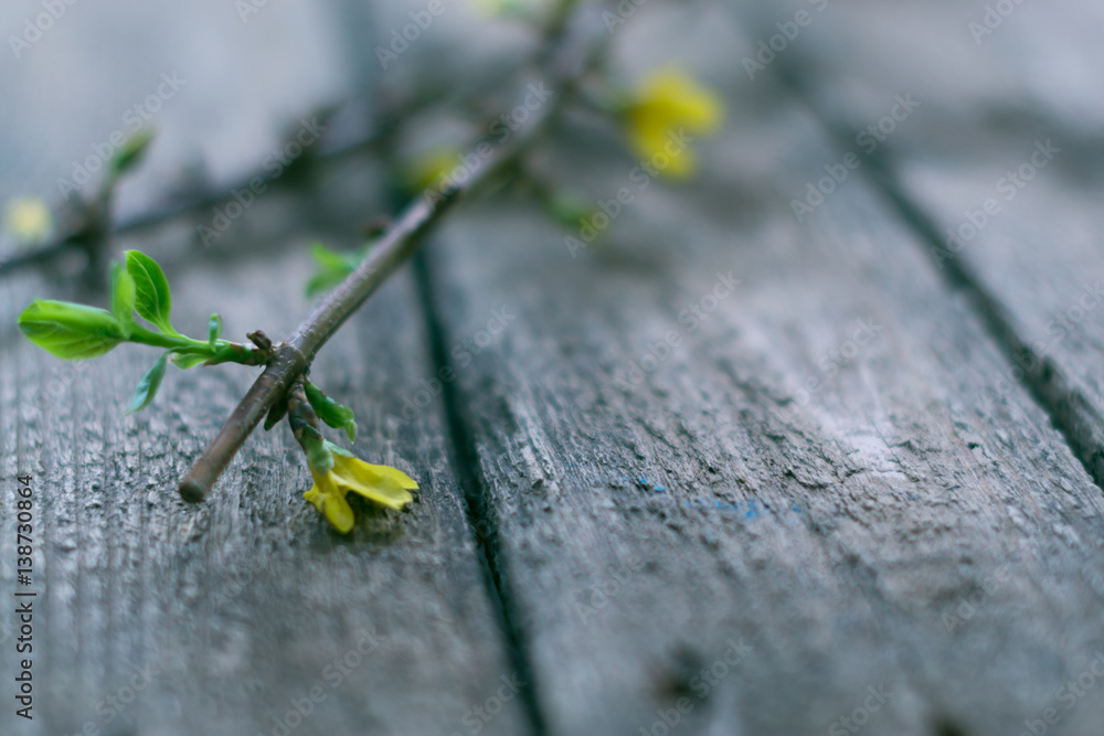 The branches of currants on a wooden background The branches of currants on a wooden background