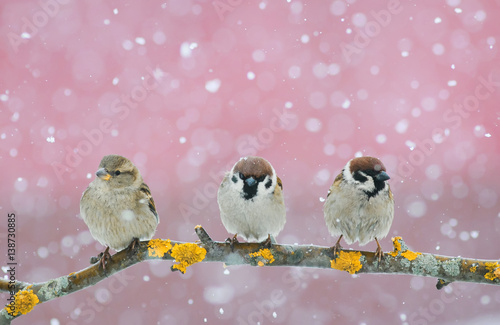 funny cute birds sitting on the branch during a snowfall