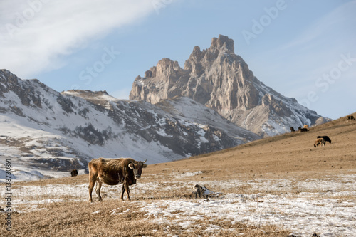 Caucasian cows grazing on winter pastures on the gold background of the majestic rocks photo