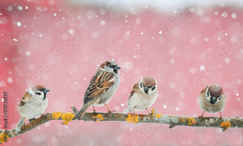  cute birds sitting on the branch during a snowfall