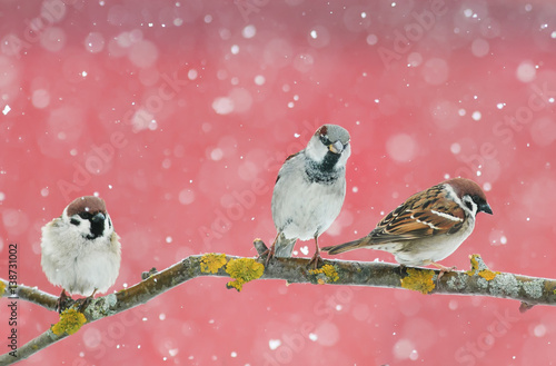 funny cute birds sparrows sitting on a branch during a snowfall