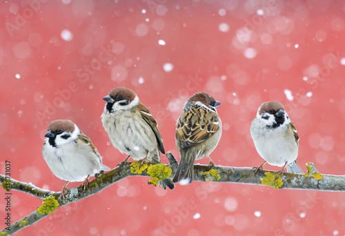 cute birds sparrows sitting on a branch during a snowfall on red background