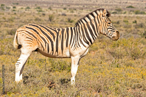 Burchells Zebra covered in Red Dust