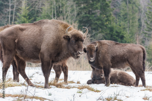 European bison (aurochs), a herd live in wild in nature reserve