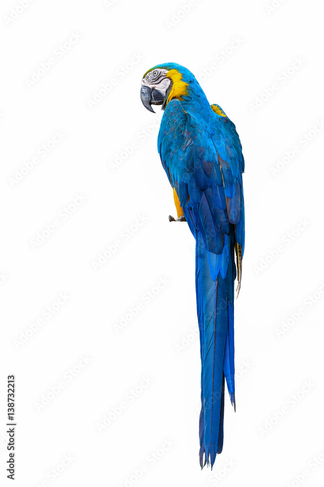 Blue and yellow macaw, beautiful bird isolated with white background.