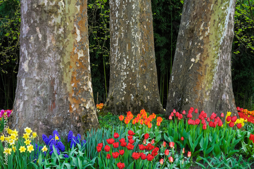 Fototapeta Naklejka Na Ścianę i Meble -  Tulips in front of three huge trees in Spring.