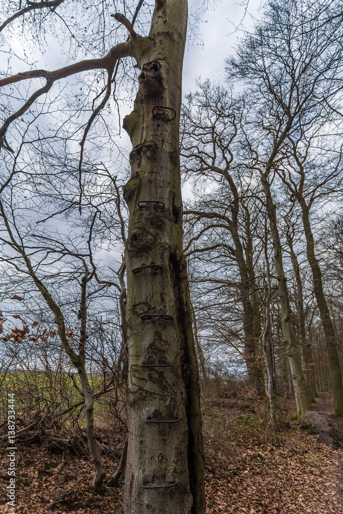 Fototapeta premium wald nienhagen