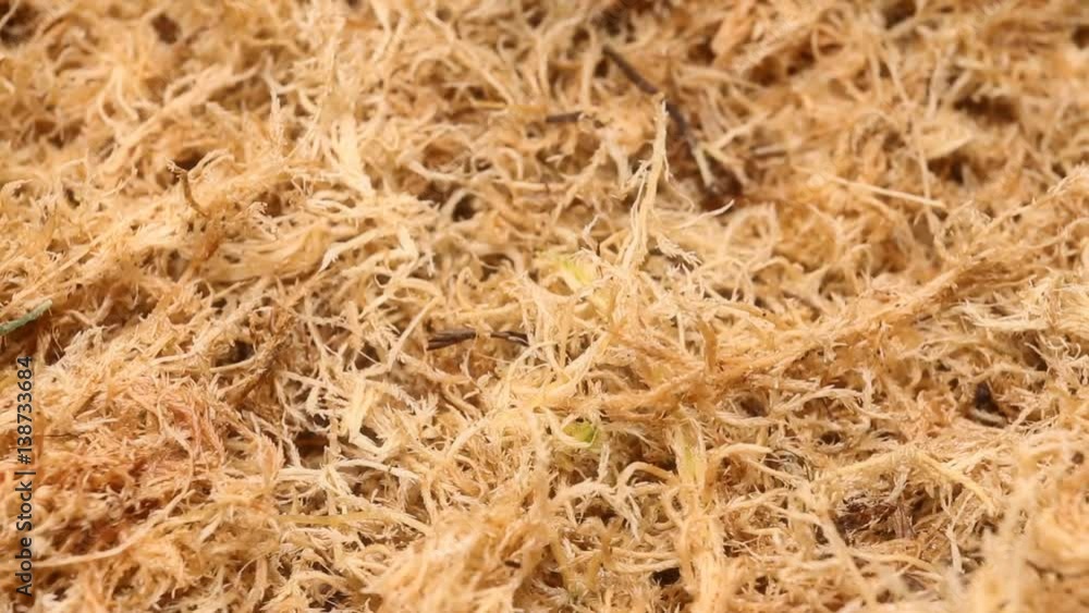 Beautiful dried sphagnum moss. Macro shot. Beautiful dried sphagnum moss. Macro shot.