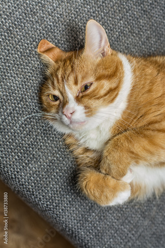 Portrait of a red cat lying on the sofa 