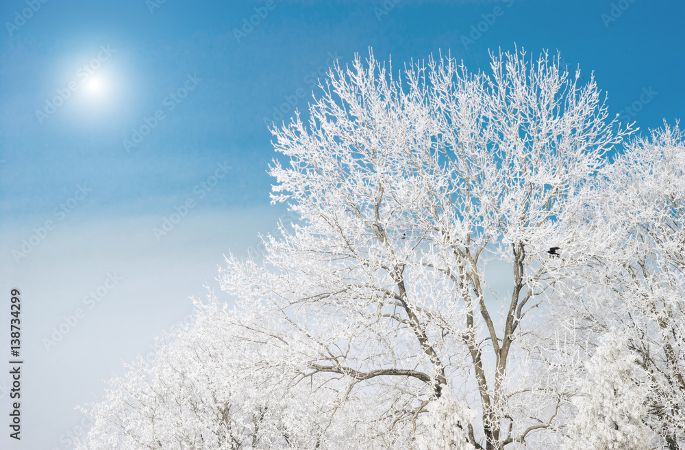 Trees covered with hoarfrost and snow Trees covered with hoarfrost and snow