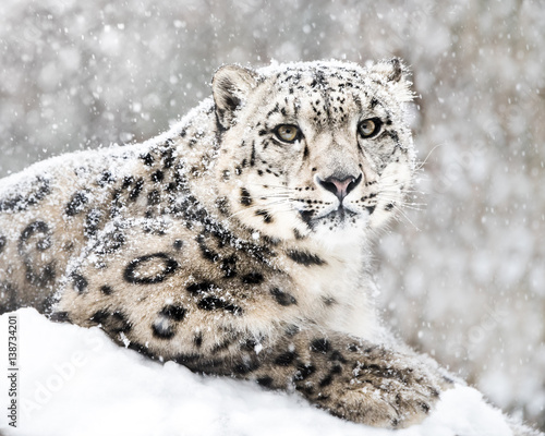 Snow Leopard In Snow Storm III