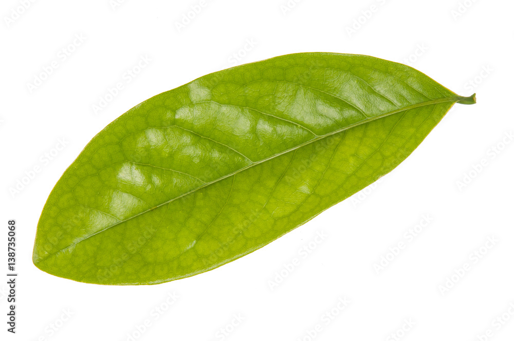 Obraz premium Leaf green leaf macro decoration.