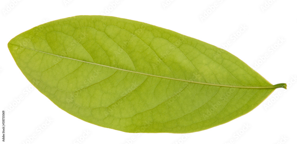 Obraz premium Leaf green leaf macro decoration.