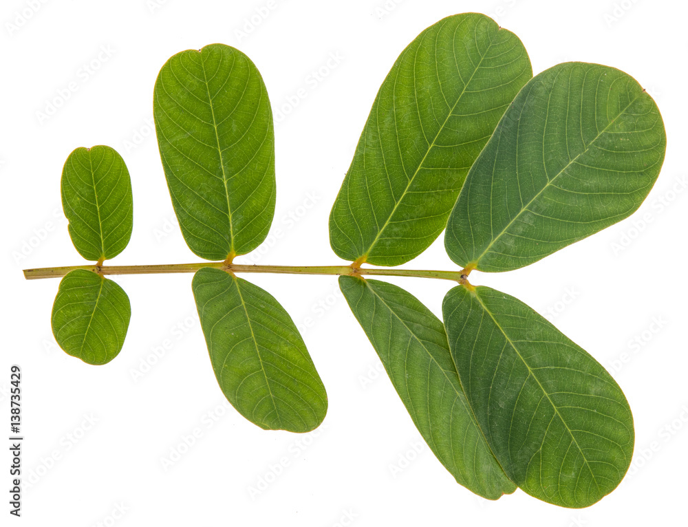 Fototapeta premium Leaf green leaf macro decoration.