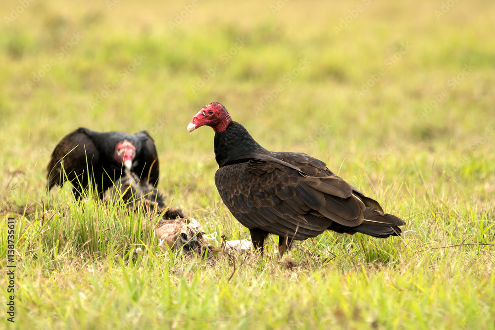 Truthahngeier frisst