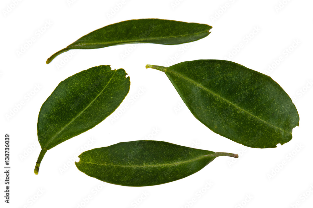 Leaf green leaf macro decoration. Leaf green leaf macro decoration.