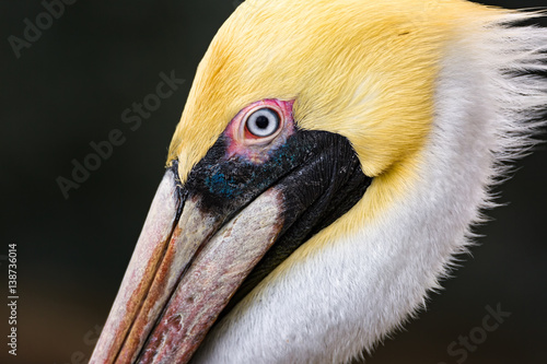 A Pelican Profile