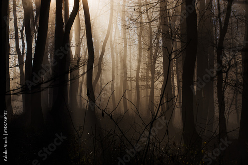 Wald in Nebel mit Lichteinfall