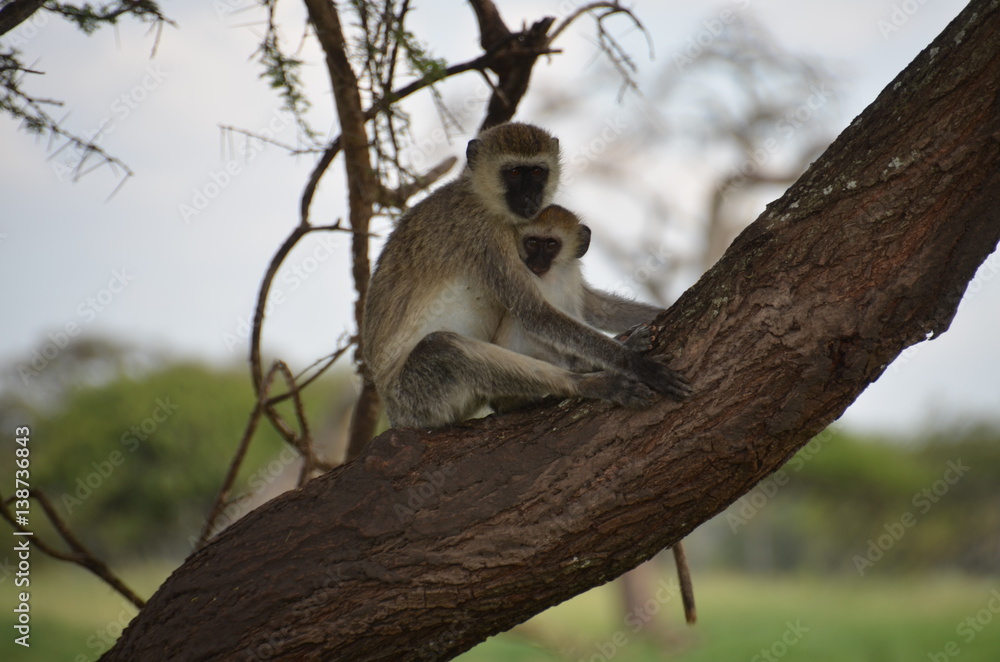 Obraz premium Affen Familie