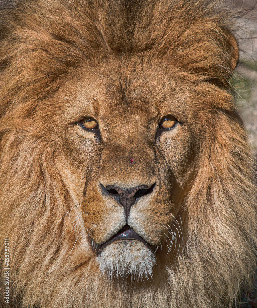 Fototapeta premium lion