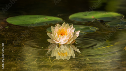 Water Lilly Blossom in Pond