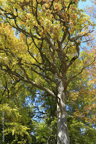 Baum im Herbst  Schw  bische Alb