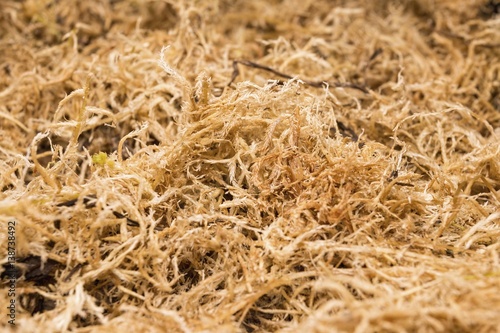 Beautiful dried sphagnum moss. Macro shot.