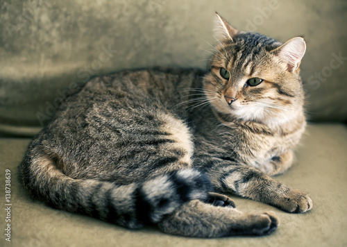 cat home striped spotted tabby