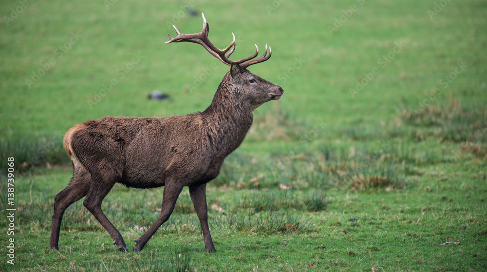 Obraz premium Red deer Stag walking across a grass meadow field during winter