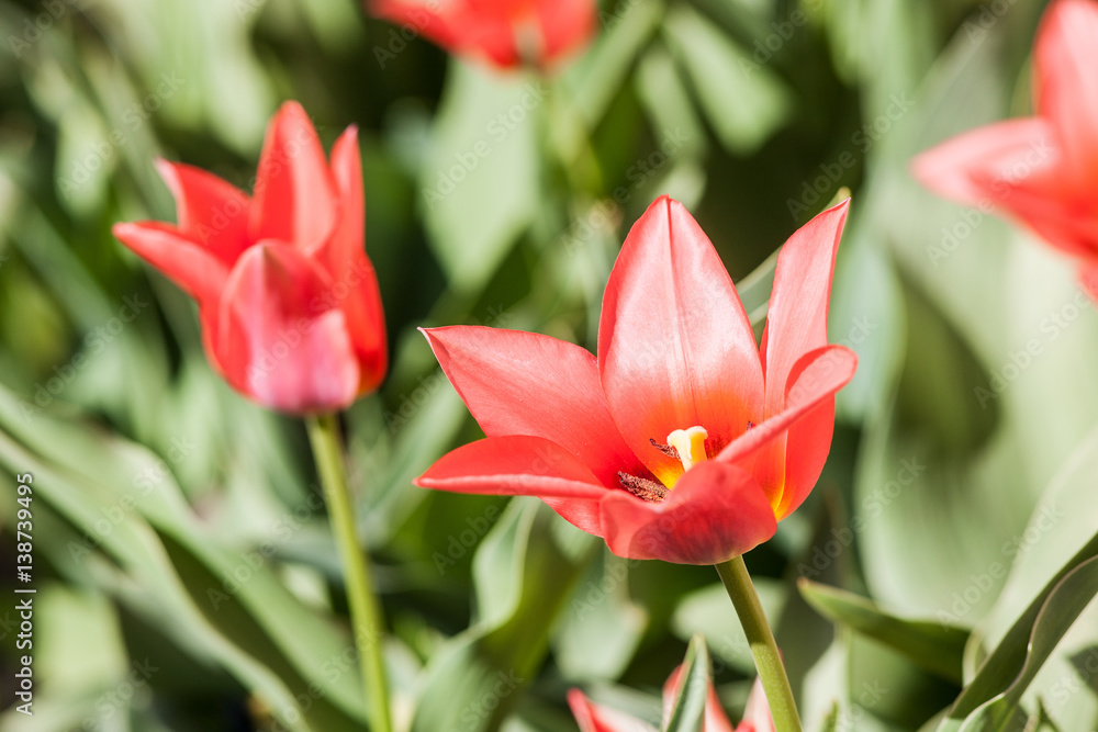 tulips in spring closeup