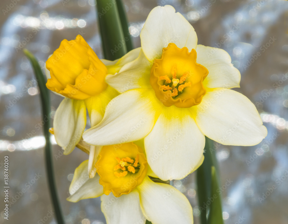 Naklejka premium Желтые нарциссы