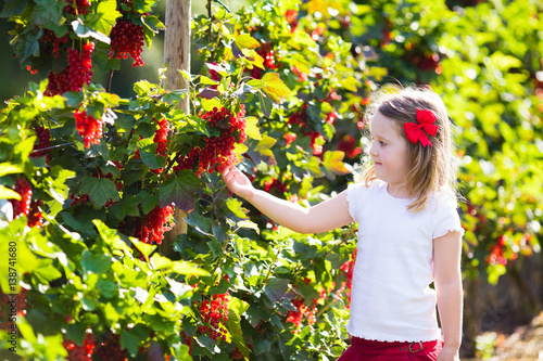 Little girl picking red currant in the garden