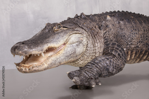 Ein Alligator als Studioaufnahme