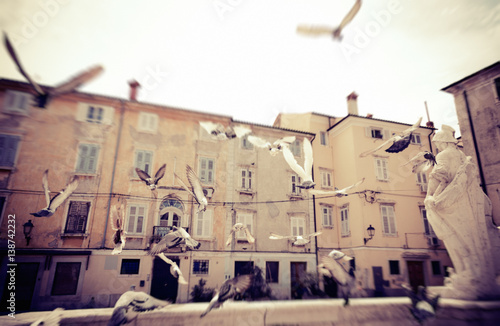 Flock Of Pgeons Flying In Piran, Slovenia photo