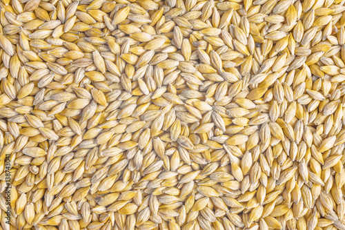 Natural oat grains background, closeup 