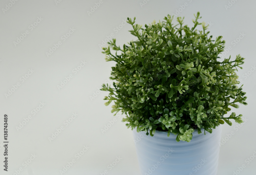 A picture of a round, green plant in a white planter with a white background. A picture of a round, green plant in a white planter with a white background.