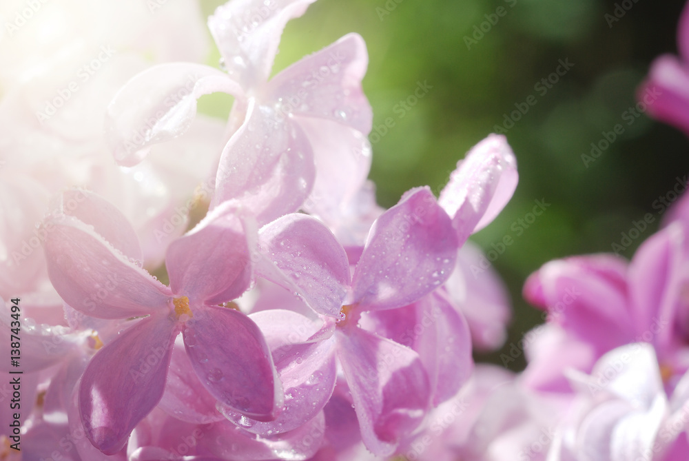 Macro shot of lilac flowers covered by dewdrops. Good for invitation and greeting card design backdrop. Macro shot of lilac flowers covered by dewdrops. Good for invitation and greeting card design backdrop.