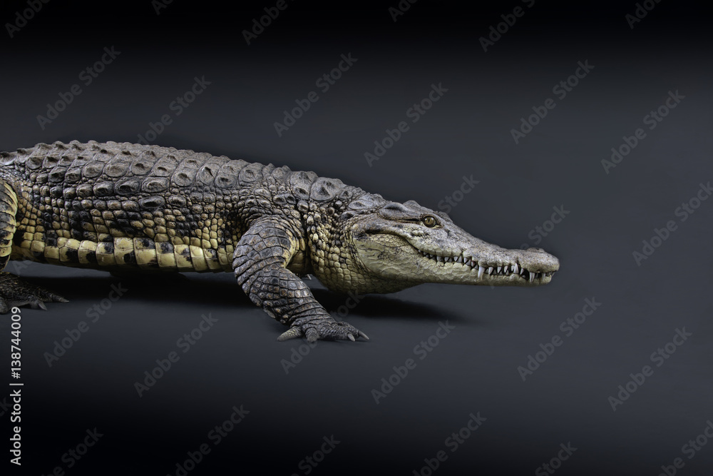 Fototapeta premium Krokodil Studioaufnahme